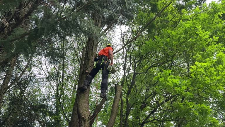 How Our Tree Care Process Works  in Rome, IL